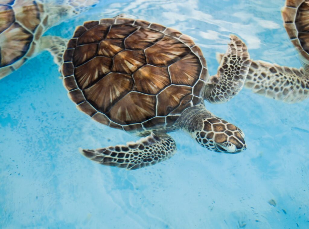 Żółwie morskie – podstawowe informacje, charakterystyka, ochrona